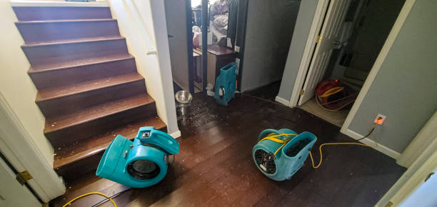 Best Mold removal after water damage  in Goodman, MO